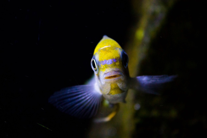 Tropheops sp. 'macrophthalmus chitimba blue' Chitimba Bay Deep